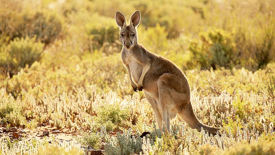 "Кенгуру" в ставках на спорт